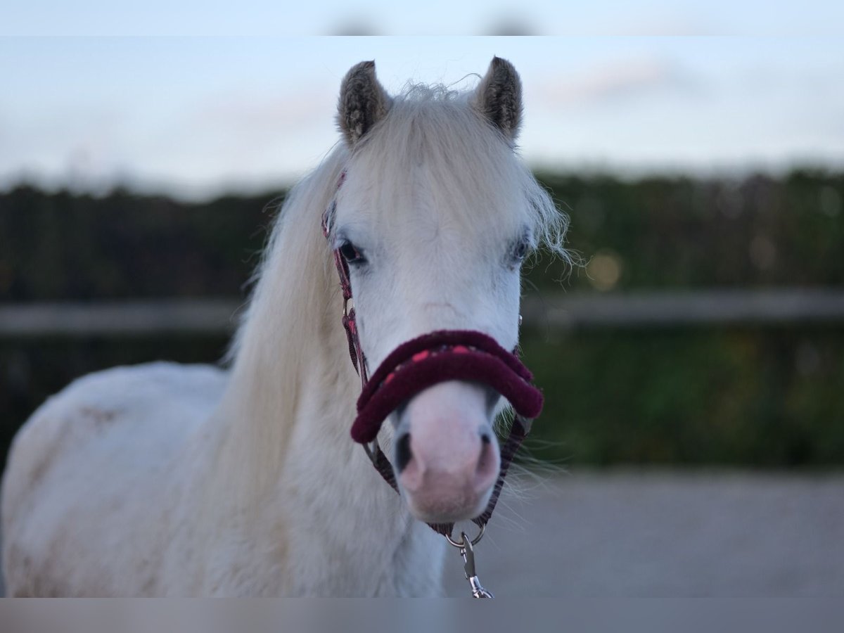 Altri pony/cavalli di piccola taglia Castrone 3 Anni 125 cm Grigio in Neustadt (Wied)