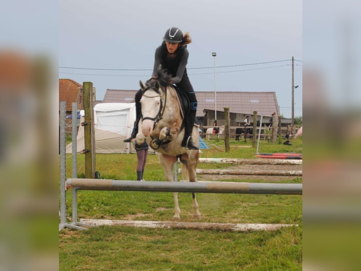 Altri pony/cavalli di piccola taglia Castrone 3 Anni 140 cm in Deggendorf