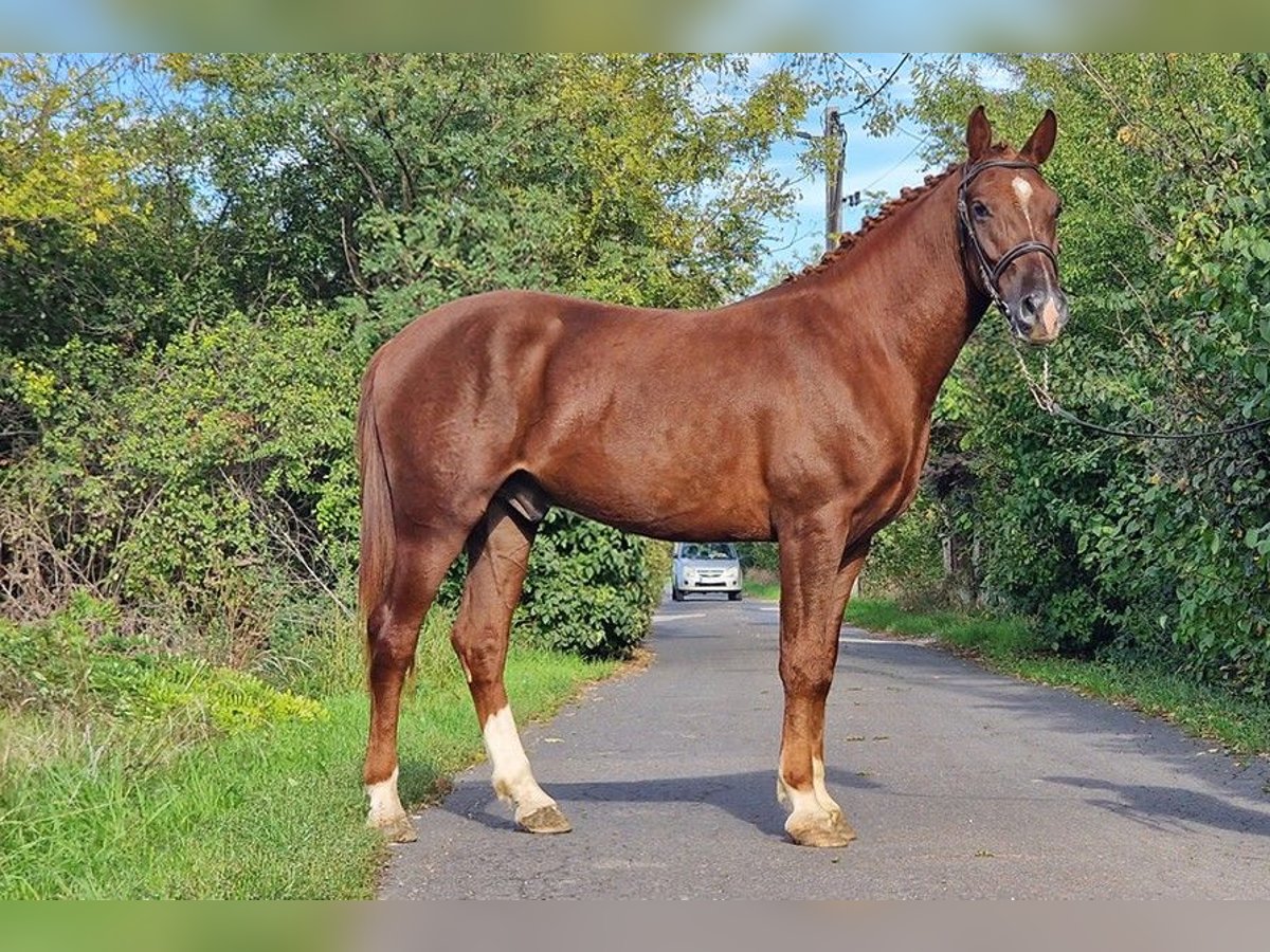 Altri pony/cavalli di piccola taglia Castrone 3 Anni 150 cm in Deggendorf