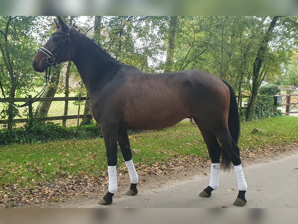 Altri pony/cavalli di piccola taglia Castrone 3 Anni 153 cm Baio in Scheeßel