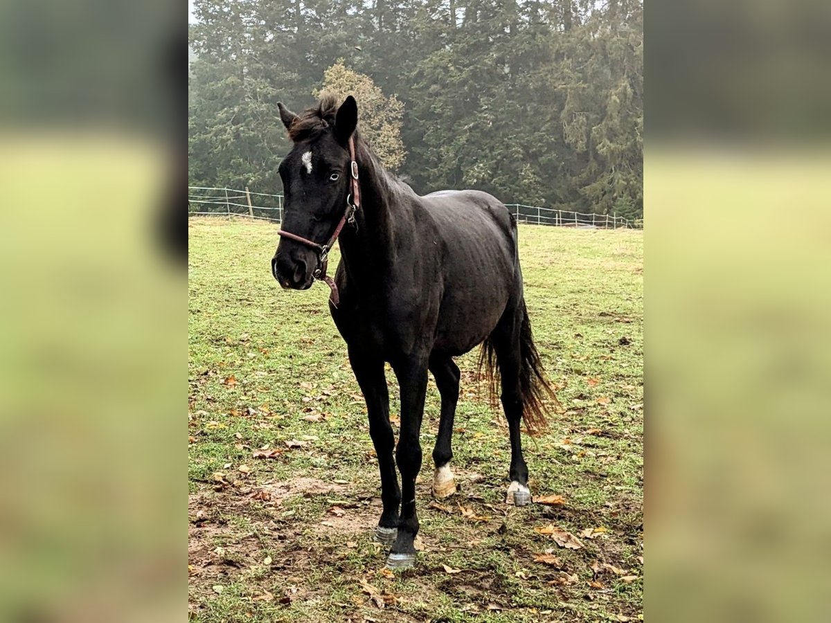 Altri pony/cavalli di piccola taglia Castrone 3 Anni 153 cm Morello in Bad Wildbad im Schwarzwald