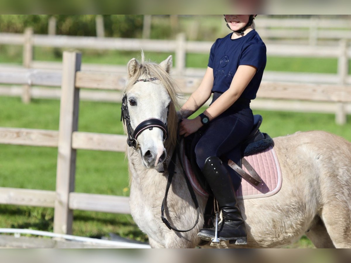 Altri pony/cavalli di piccola taglia Castrone 4 Anni 116 cm Falbo in Bogaarden