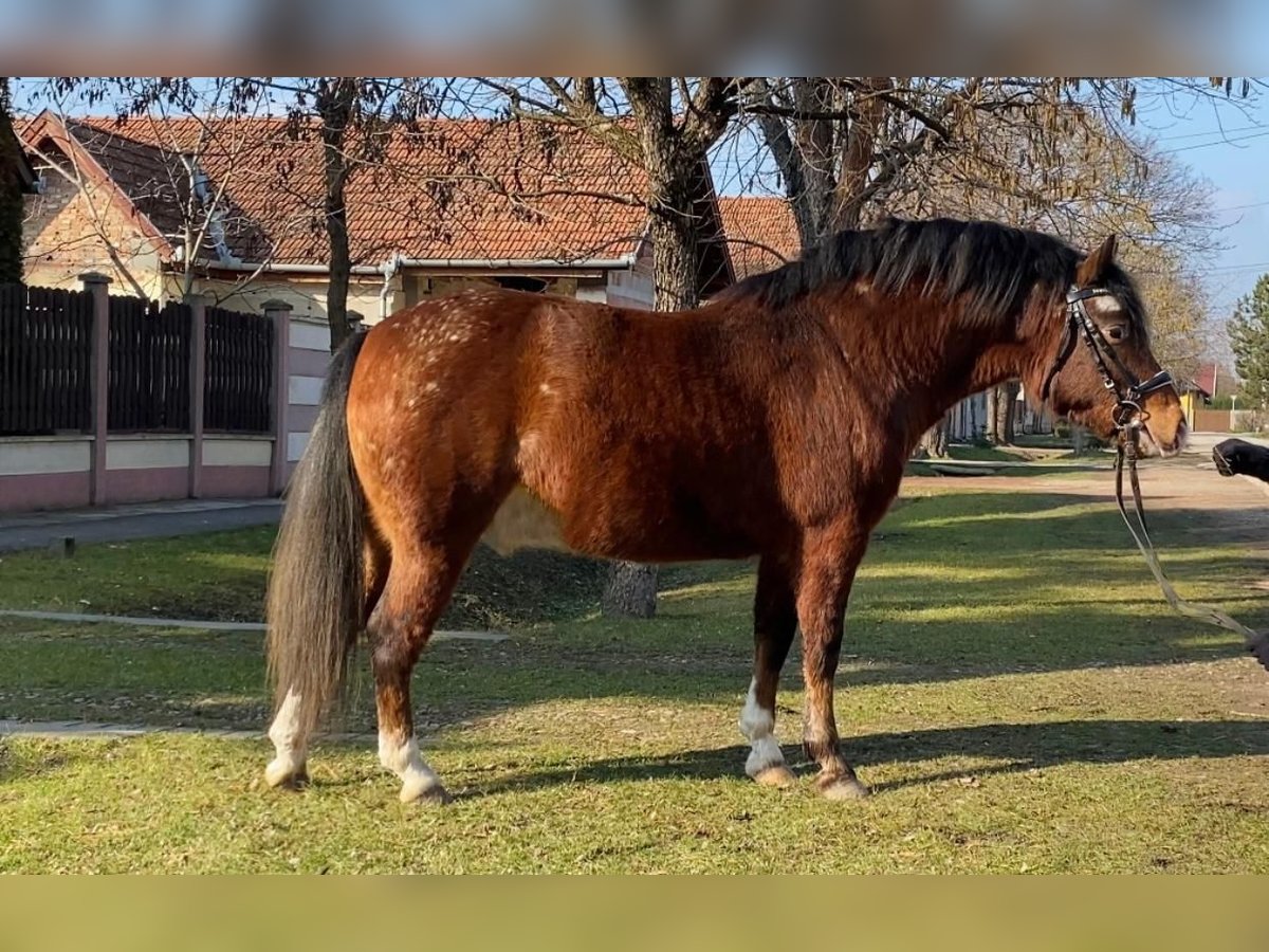 Altri pony/cavalli di piccola taglia Castrone 4 Anni 136 cm Baio in Rechnitz