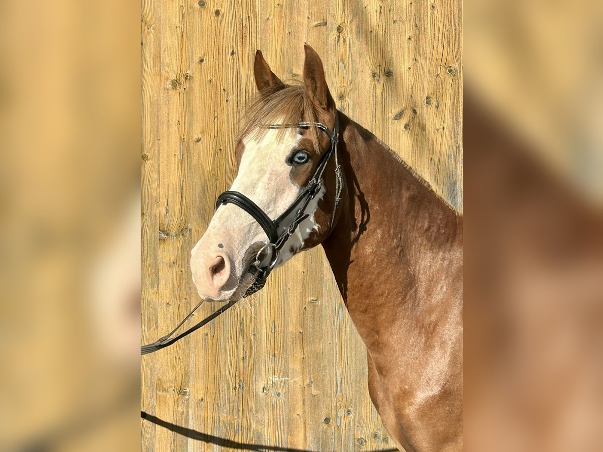 Altri pony/cavalli di piccola taglia Castrone 4 Anni 140 cm Sauro in Pelmberg