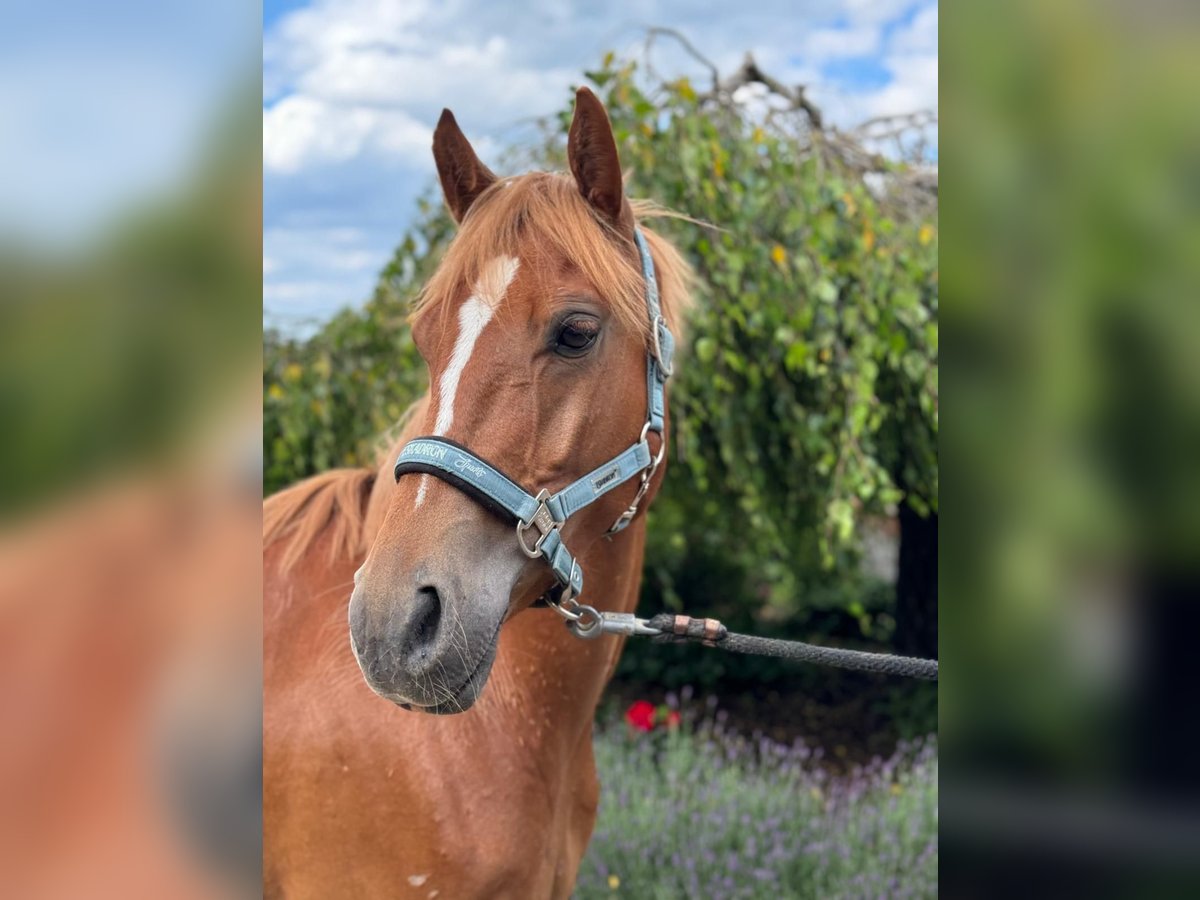 Altri pony/cavalli di piccola taglia Castrone 4 Anni 147 cm Sauro in Iggingen