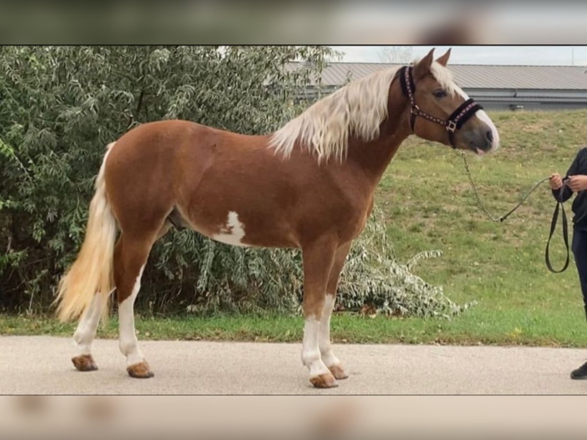 Altri pony/cavalli di piccola taglia Castrone 4 Anni 147 cm Sauro in Rechnitz