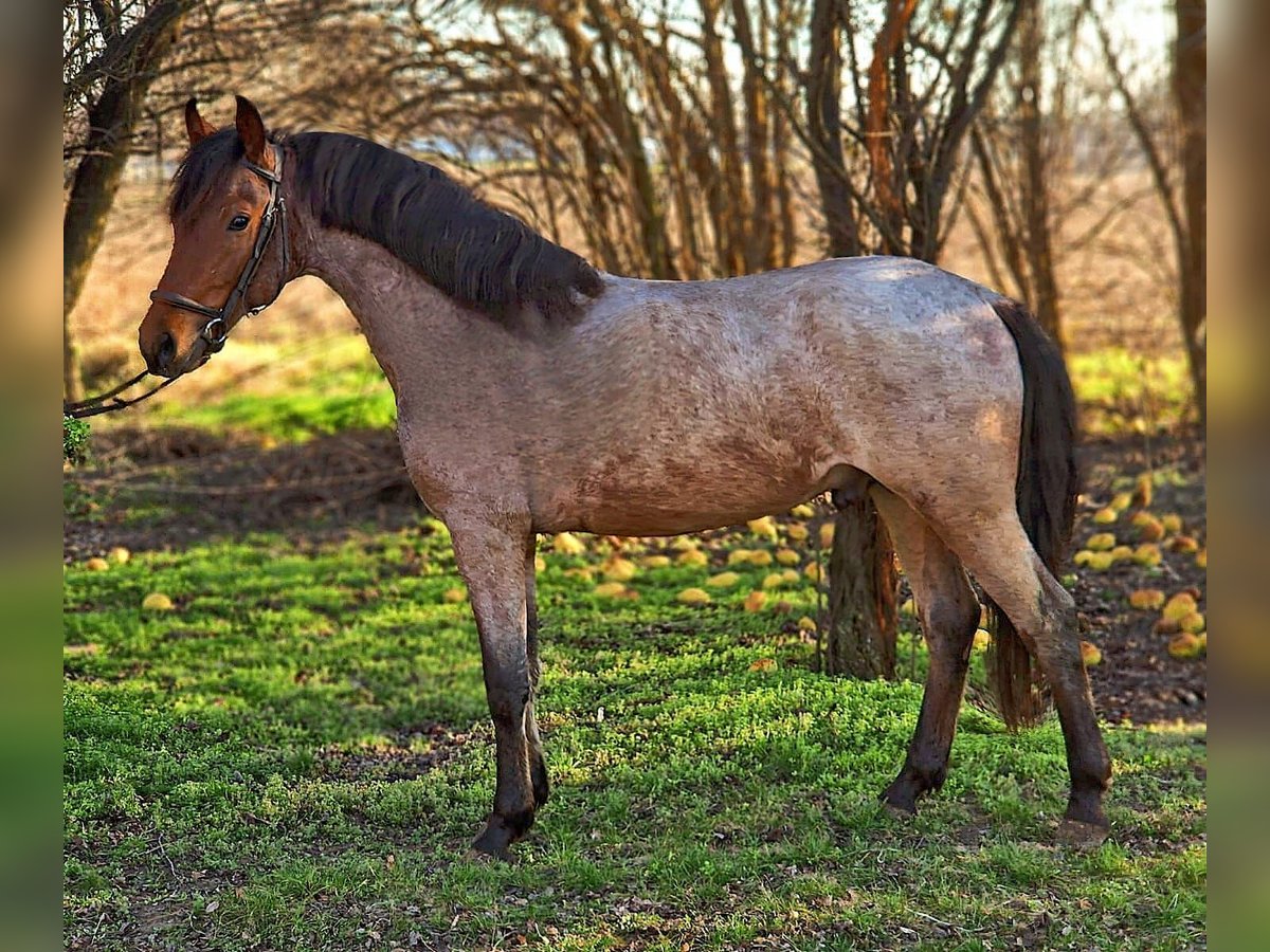 Altri pony/cavalli di piccola taglia Castrone 4 Anni 148 cm in Deggendorf