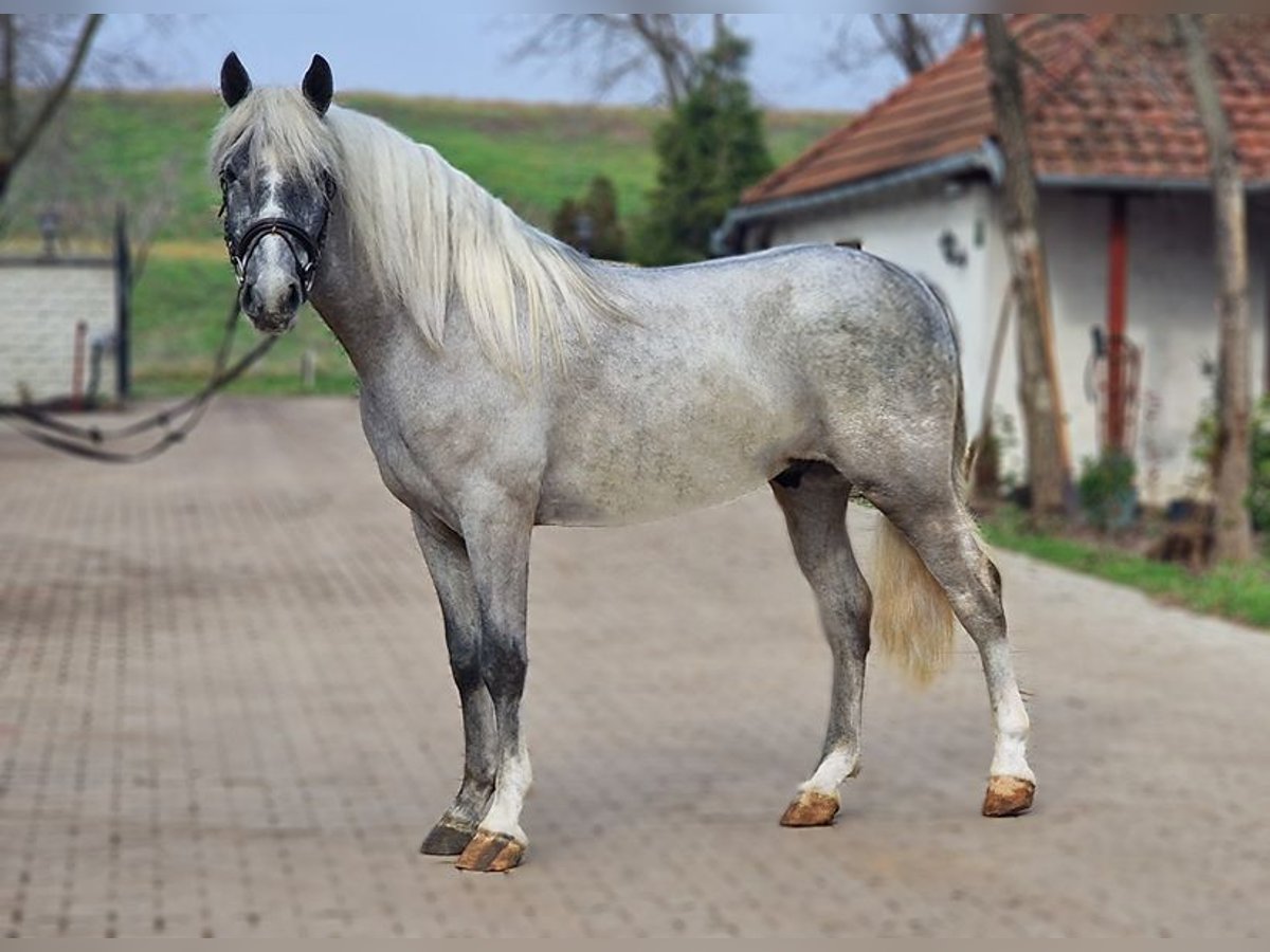 Altri pony/cavalli di piccola taglia Castrone 4 Anni 150 cm in Deggendorf