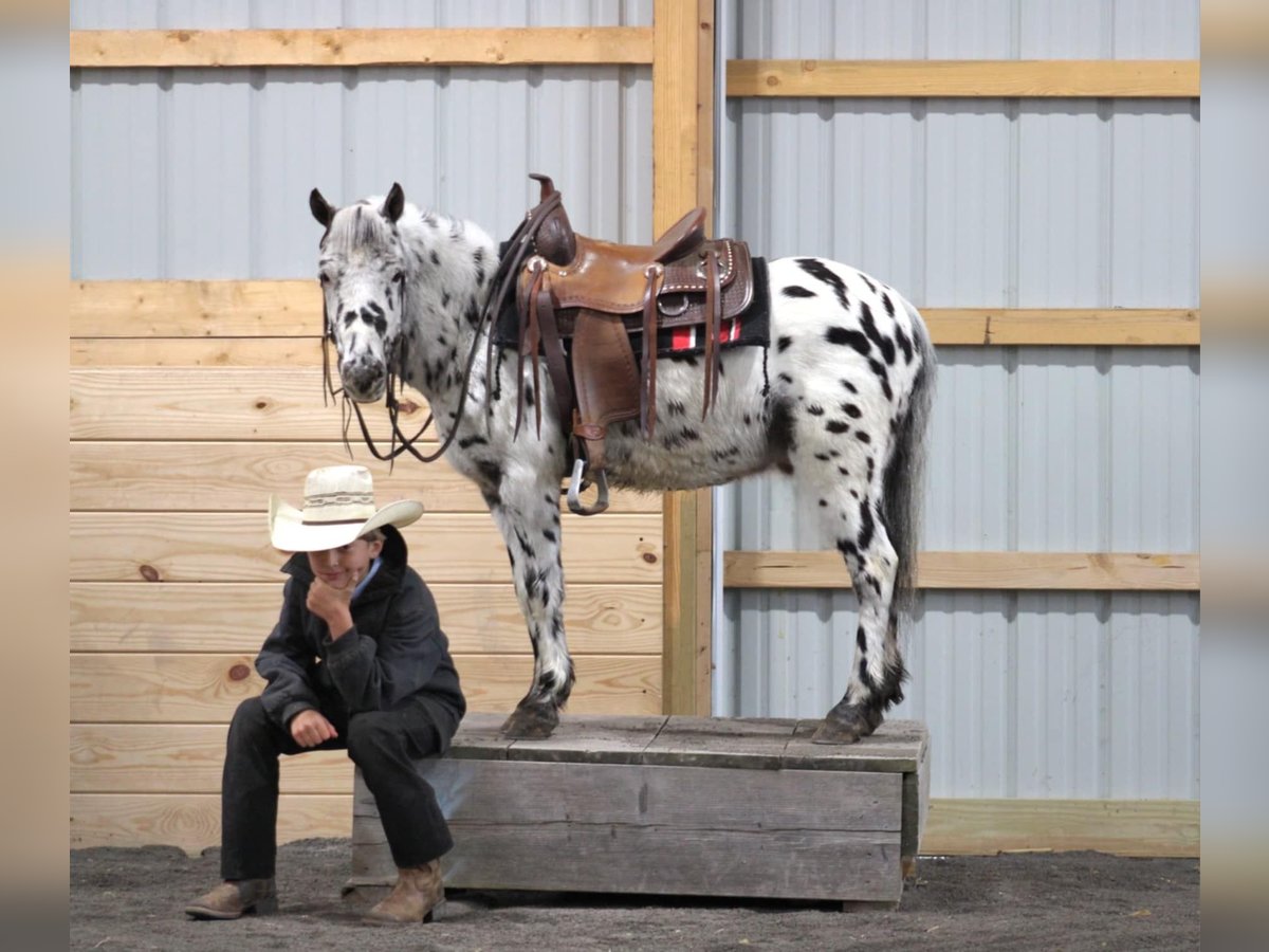 Altri pony/cavalli di piccola taglia Castrone 5 Anni 112 cm Leopard in Rebersburg