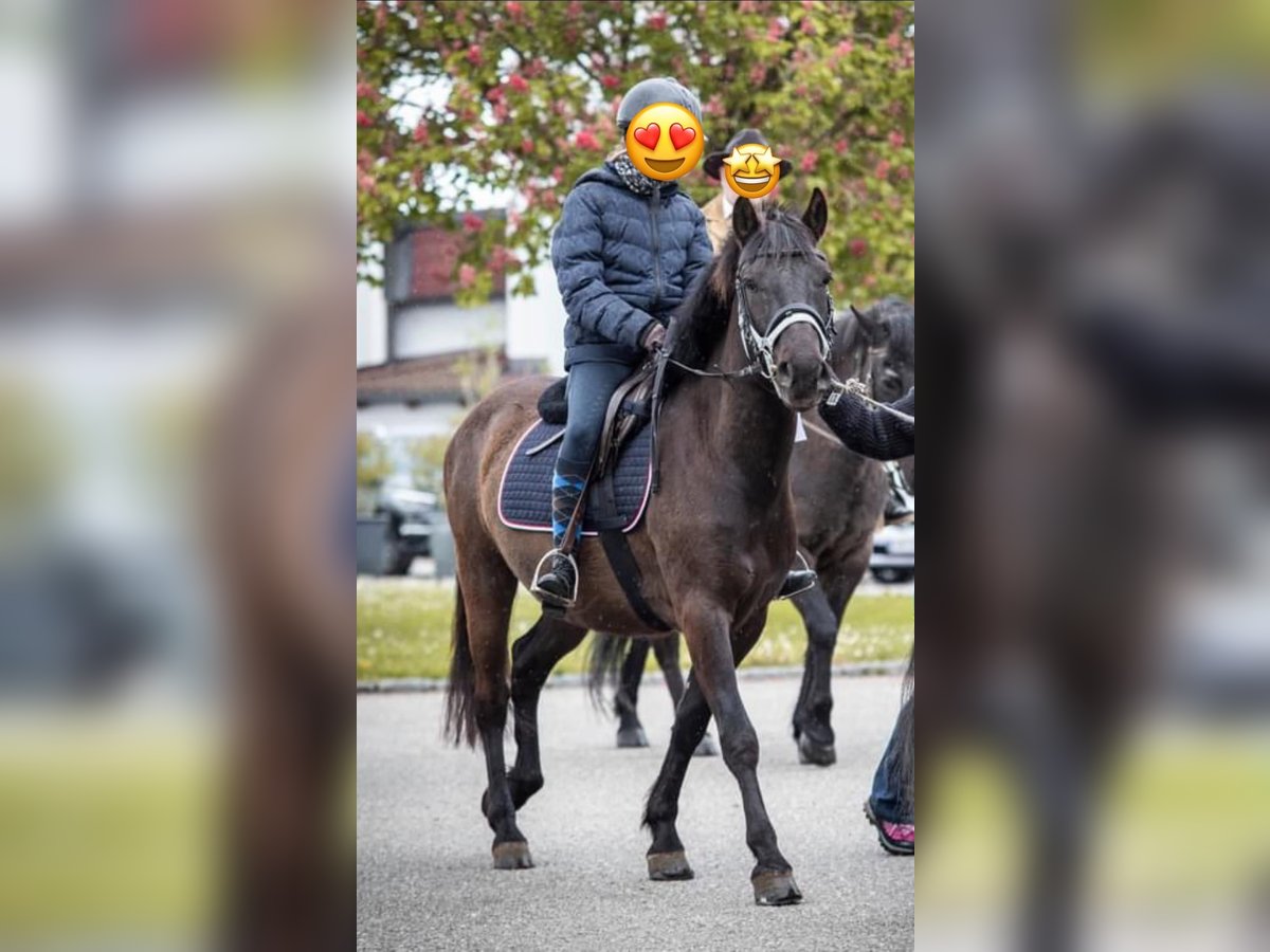 Altri pony/cavalli di piccola taglia Castrone 5 Anni 140 cm Baio scuro in St.Georgen am Ybbsfelde