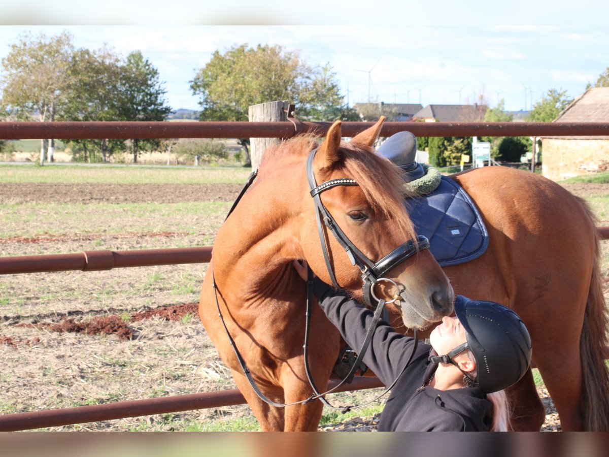 Altri pony/cavalli di piccola taglia Mix Castrone 5 Anni 143 cm Sauro in Hohenruppersdorf