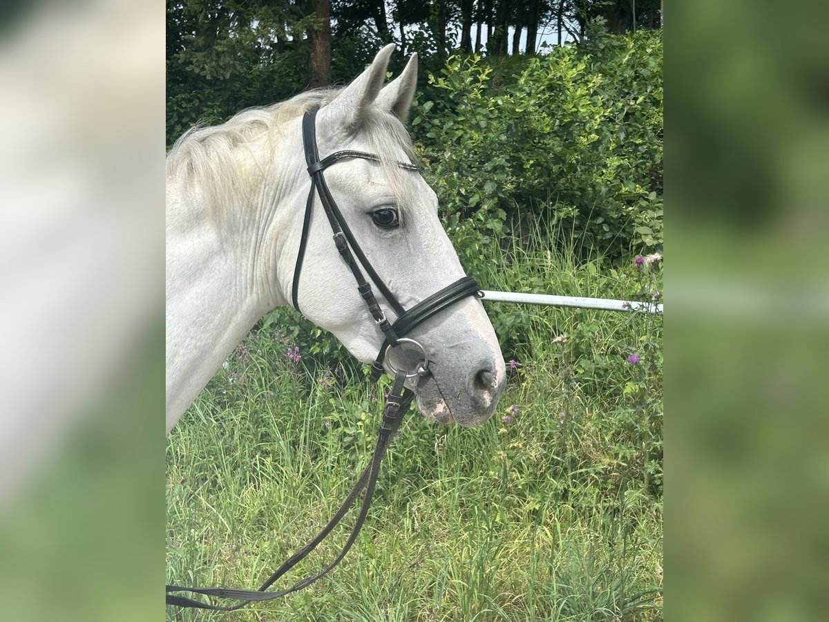 Altri pony/cavalli di piccola taglia Castrone 5 Anni 145 cm Grigio in Pelmberg