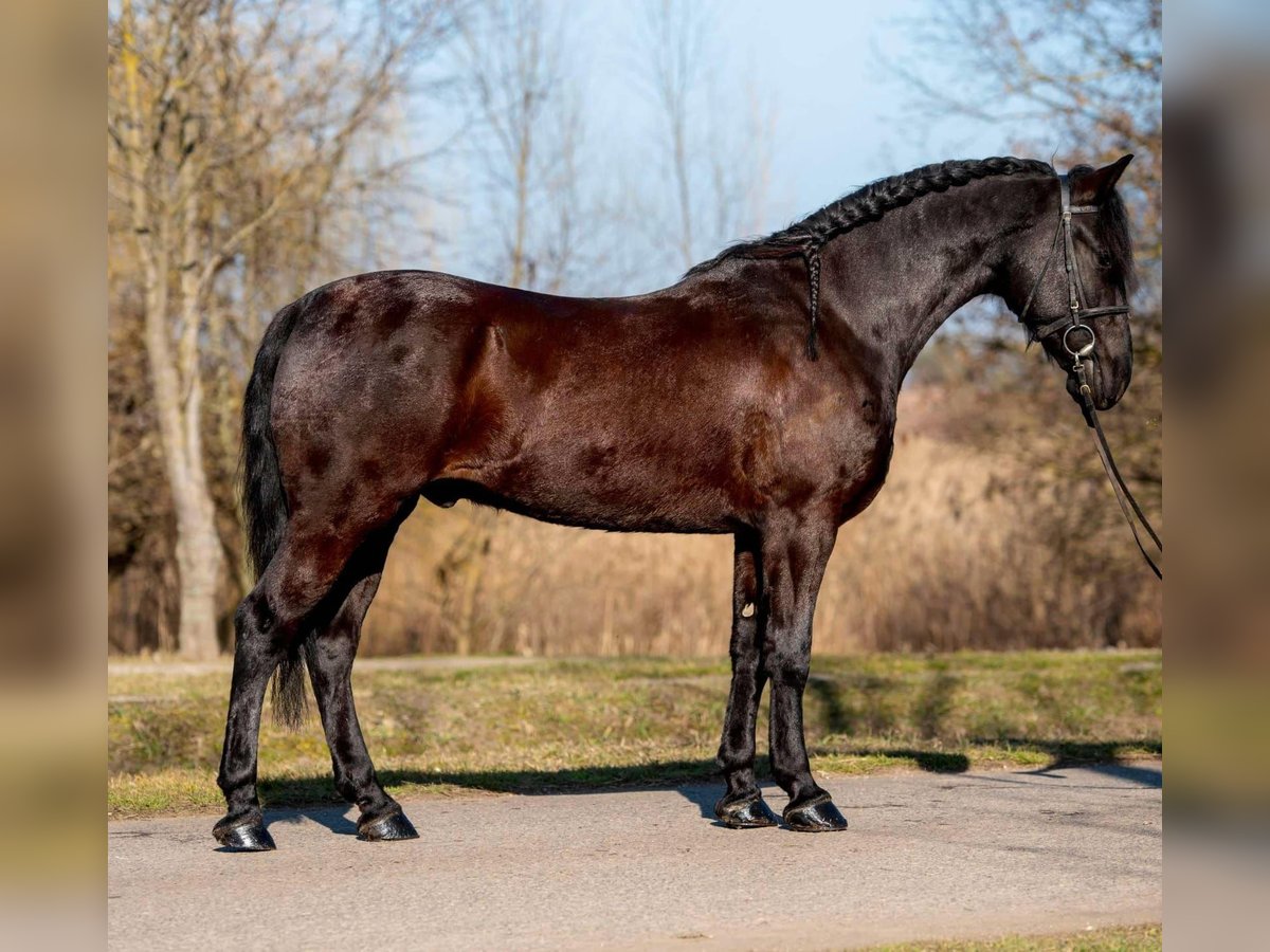 Altri pony/cavalli di piccola taglia Castrone 5 Anni 146 cm in Deggendorf