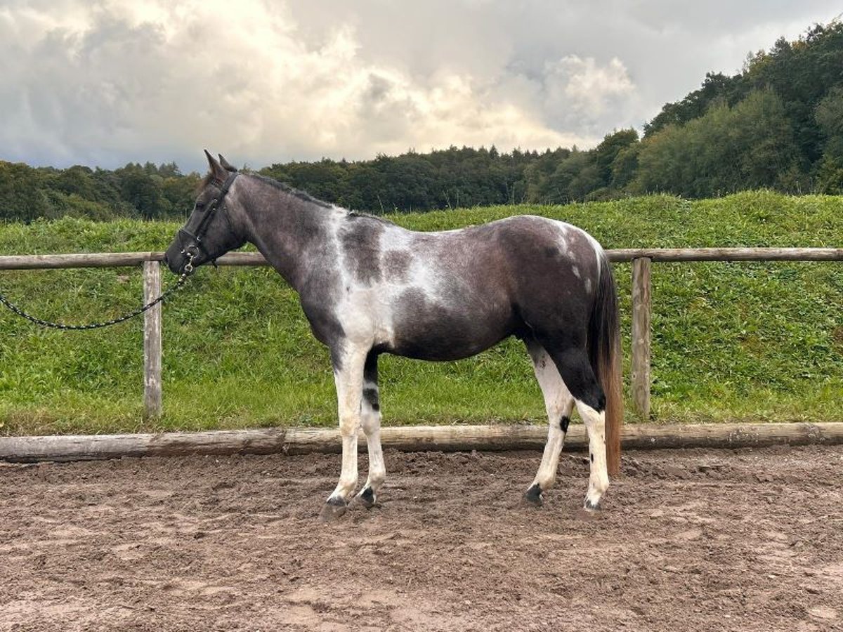 Altri pony/cavalli di piccola taglia Castrone 5 Anni 148 cm Pezzato in Wellheim