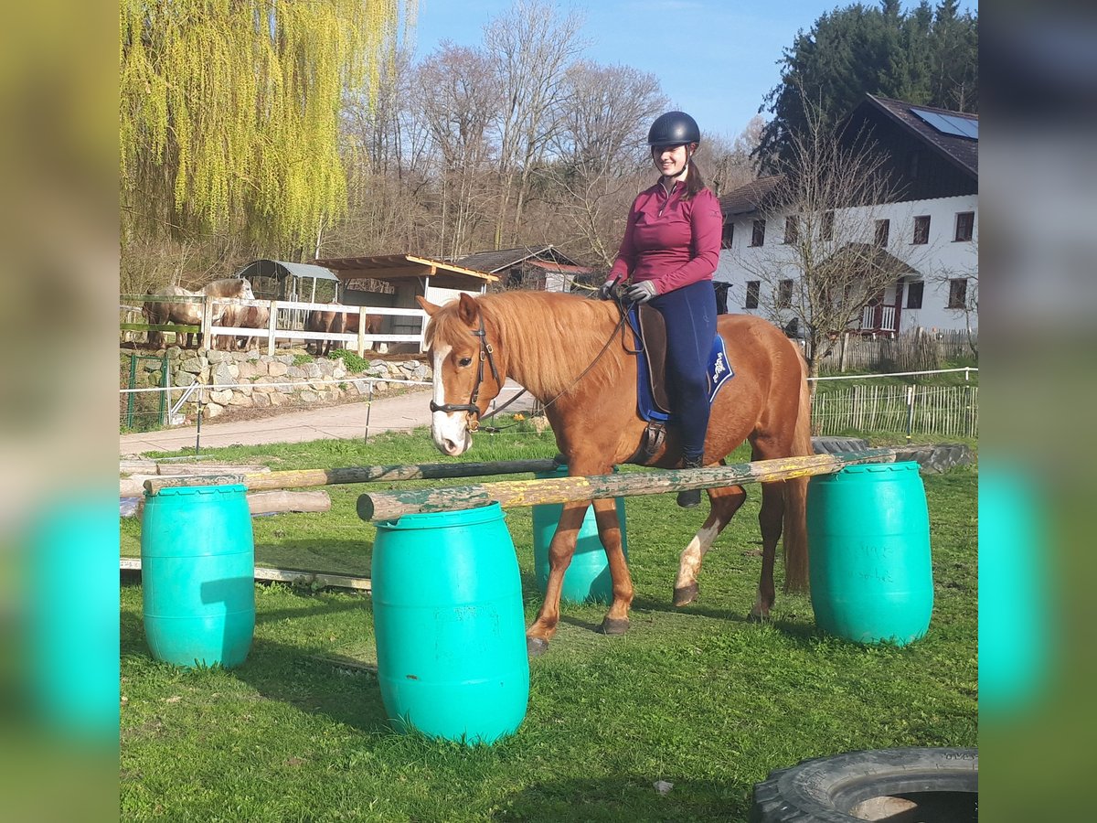 Altri pony/cavalli di piccola taglia Castrone 5 Anni 152 cm Sauro in Bayerbach