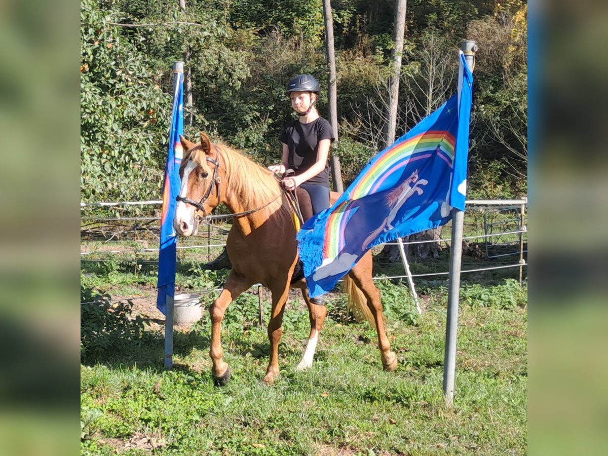 Altri pony/cavalli di piccola taglia Castrone 5 Anni 152 cm Sauro in Bayerbach