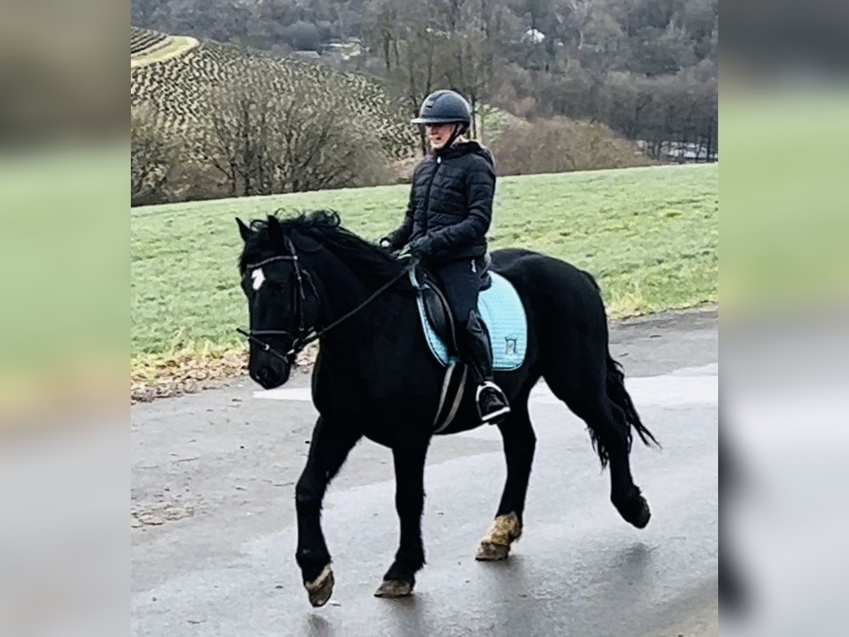 Altri pony/cavalli di piccola taglia Mix Castrone 5 Anni 154 cm Morello in Meschede