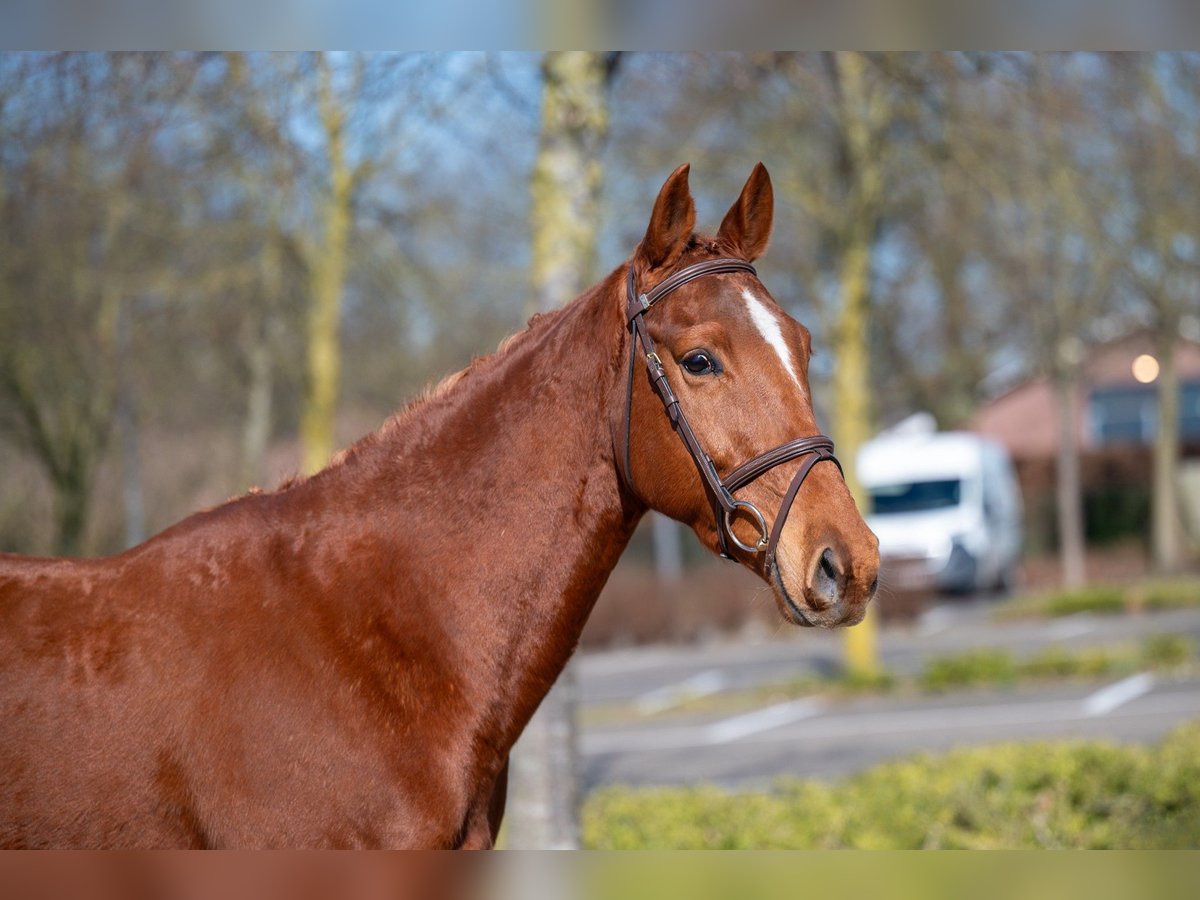 Altri pony/cavalli di piccola taglia Castrone 5 Anni 156 cm Sauro in GROTE-BROGEL