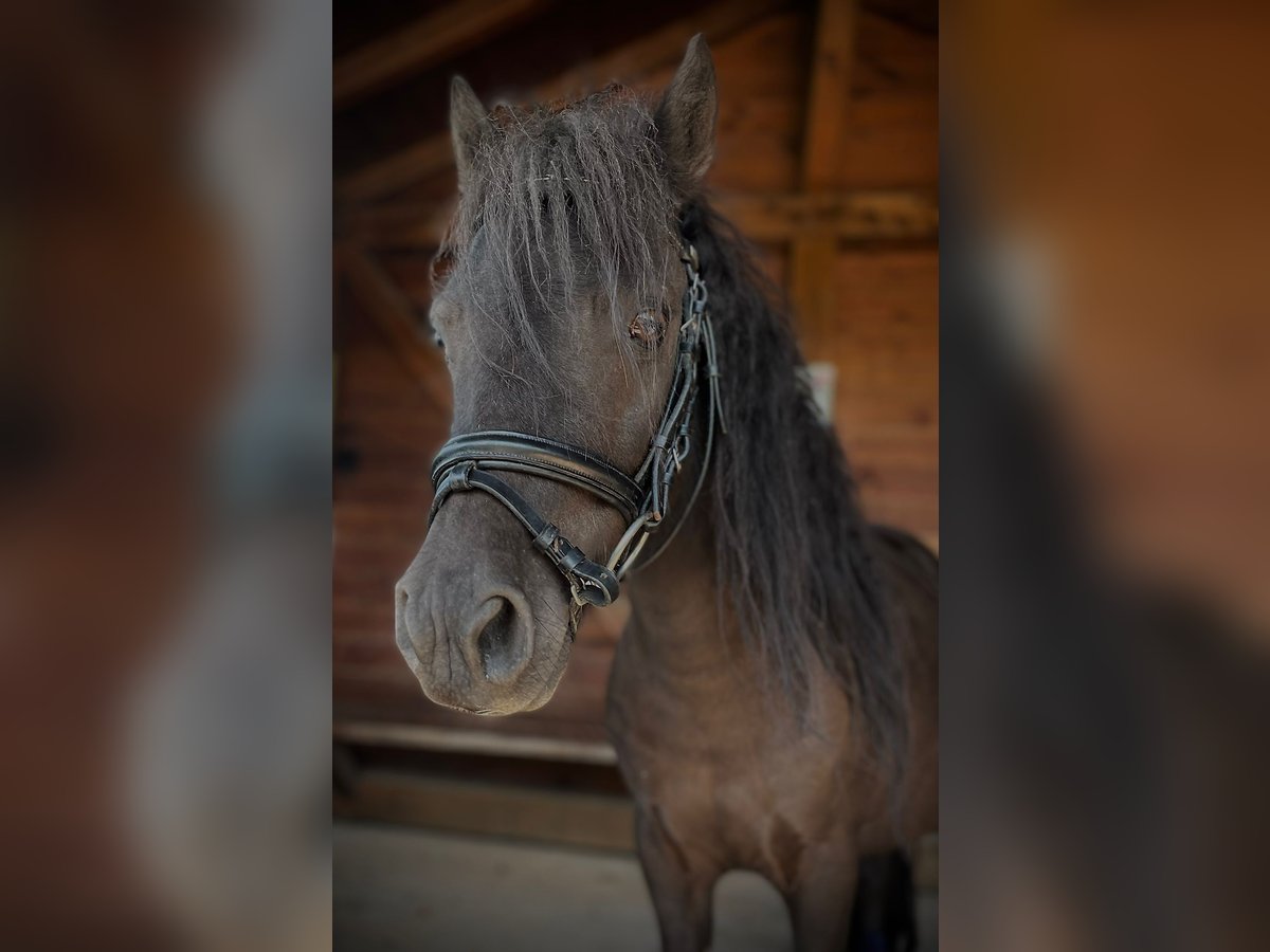 Altri pony/cavalli di piccola taglia Castrone 5 Anni 95 cm Morello in Babenhausen