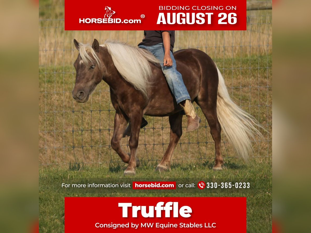 Altri pony/cavalli di piccola taglia Castrone 5 Anni Palomino in Fresno