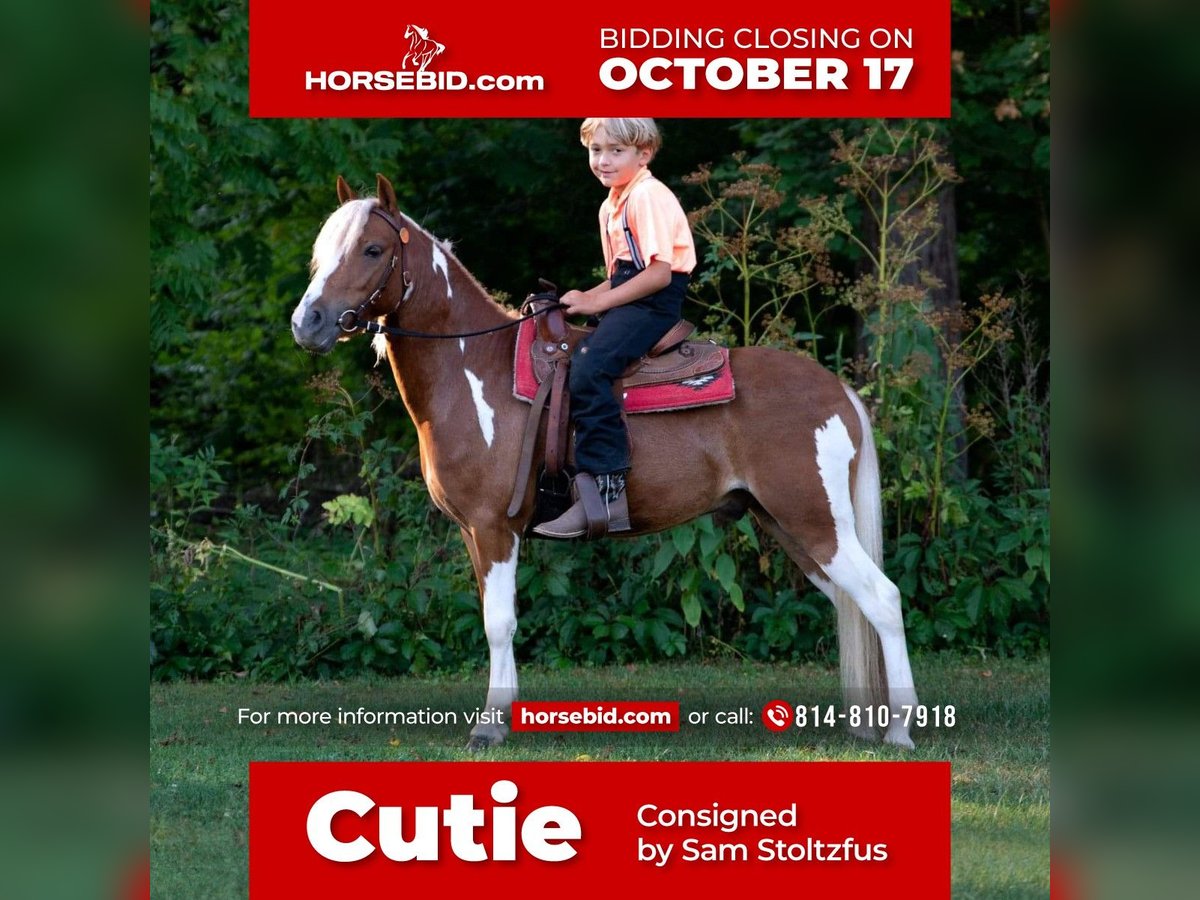 Altri pony/cavalli di piccola taglia Castrone 6 Anni 112 cm in Rebersburg, PA