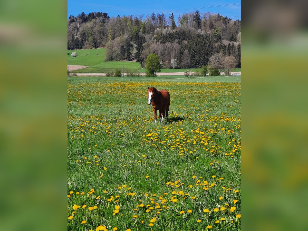 Altri pony/cavalli di piccola taglia Castrone 6 Anni 130 cm Sauro in Lobsigen