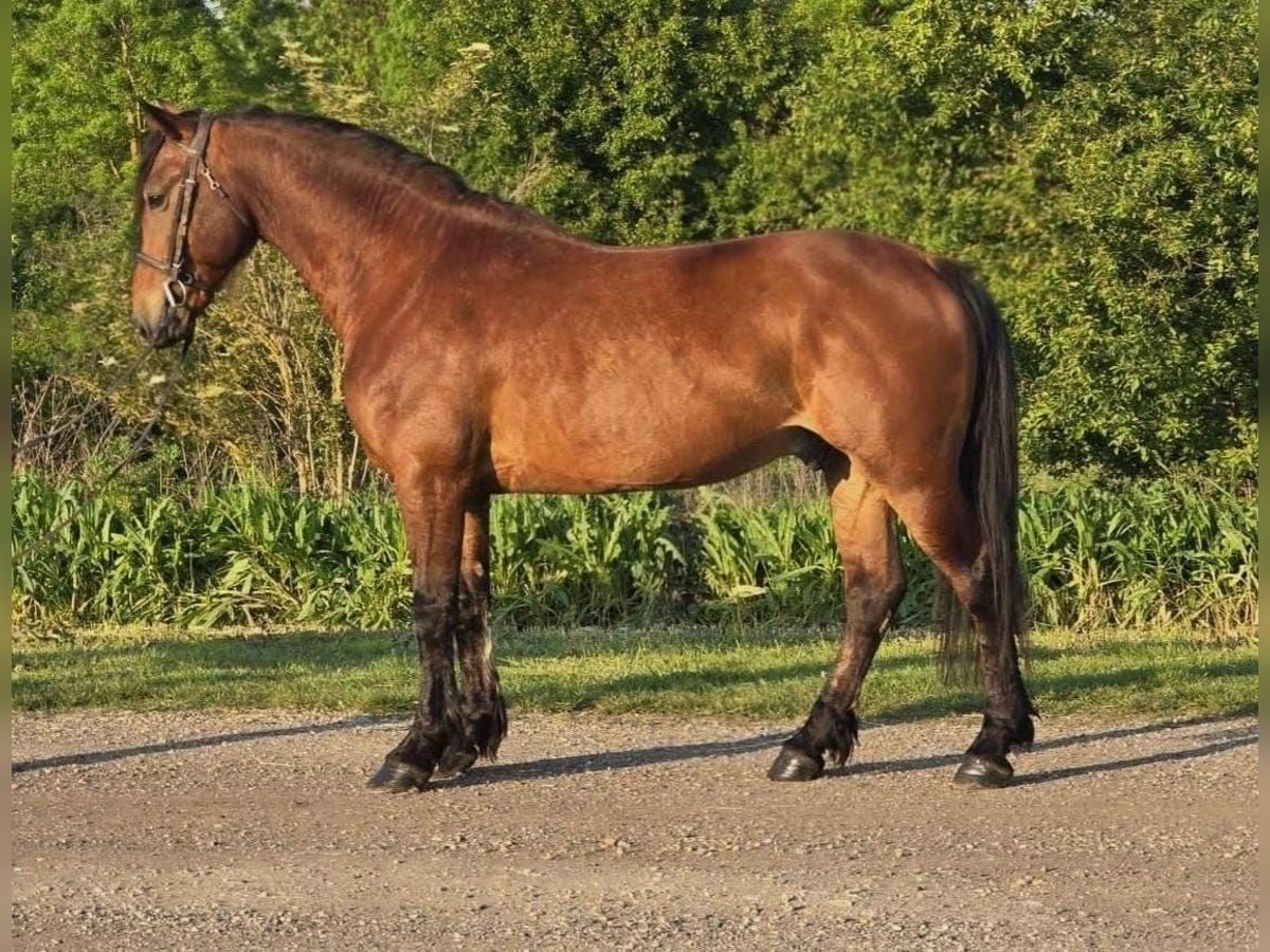 Altri pony/cavalli di piccola taglia Castrone 6 Anni 145 cm Baio in Deggendorf