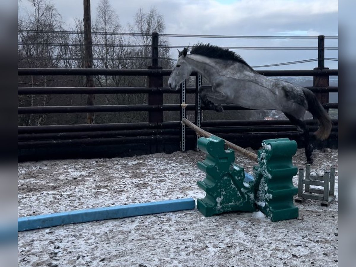 Altri pony/cavalli di piccola taglia Castrone 6 Anni 147 cm Grigio in Liège