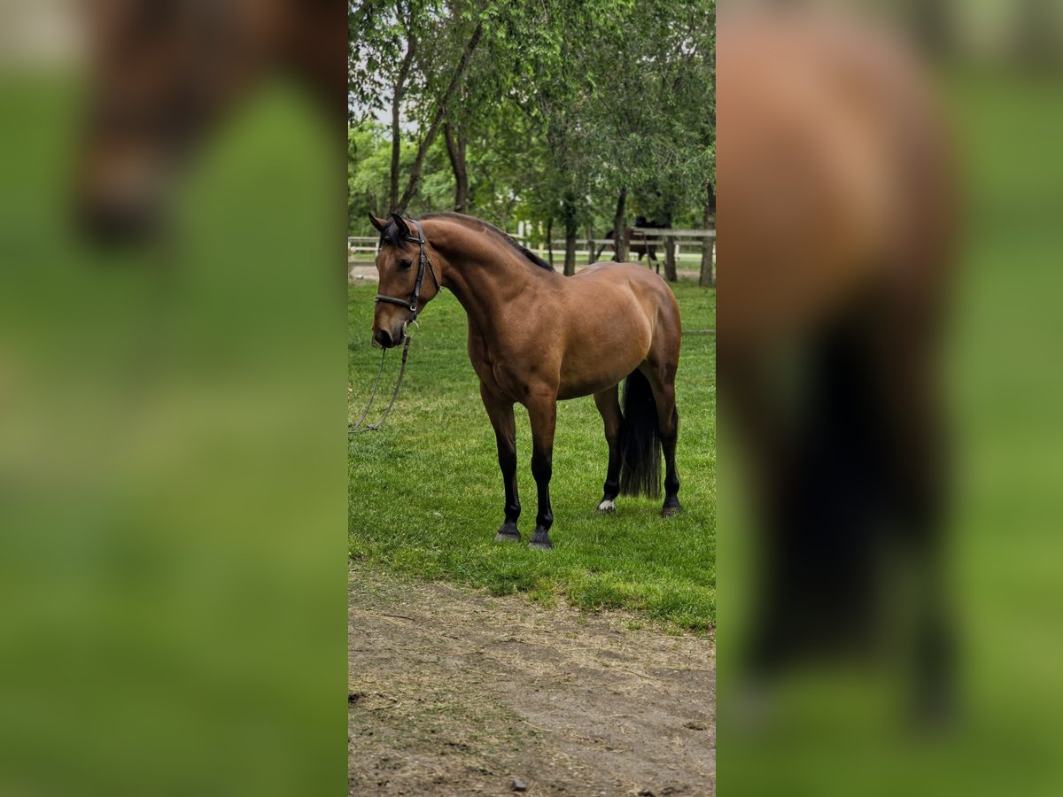 Altri pony/cavalli di piccola taglia Castrone 6 Anni 150 cm in Deggendorf