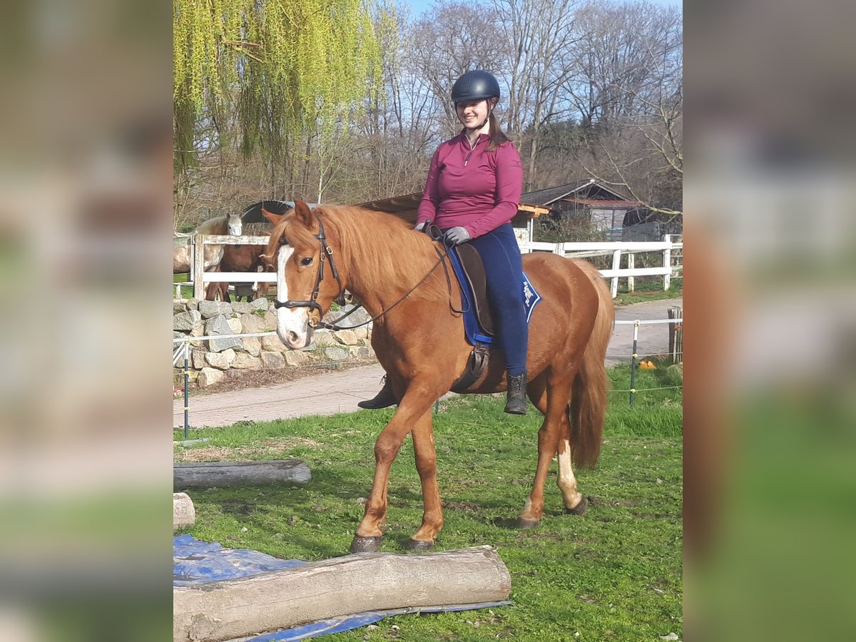 Altri pony/cavalli di piccola taglia Castrone 6 Anni 152 cm Sauro in Bayerbach