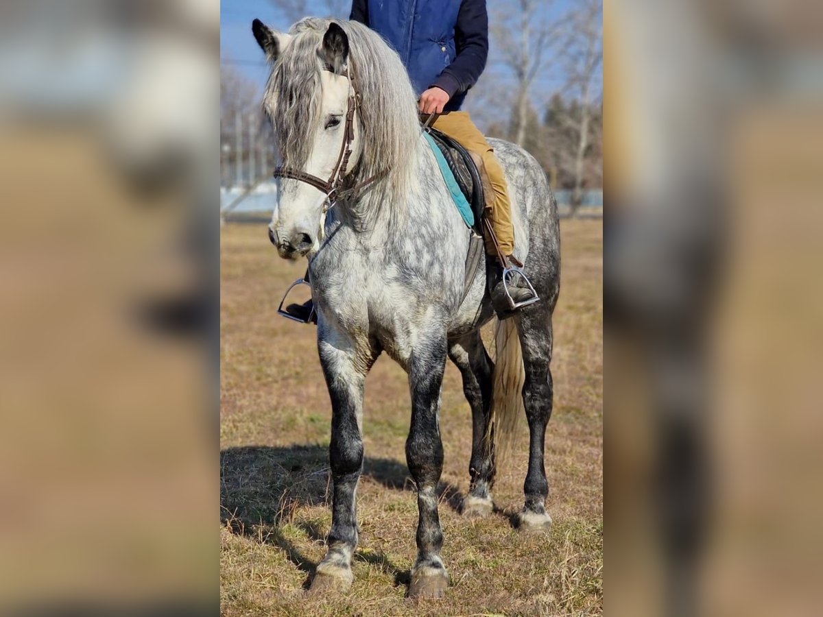 Altri pony/cavalli di piccola taglia Castrone 6 Anni 162 cm in Deggendorf