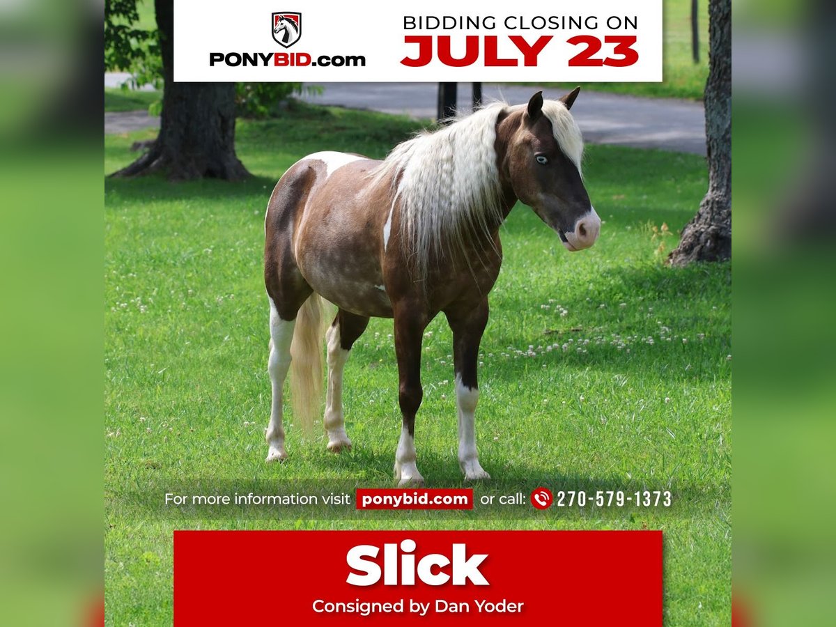 Altri pony/cavalli di piccola taglia Castrone 7 Anni 112 cm in Glasgow, KY