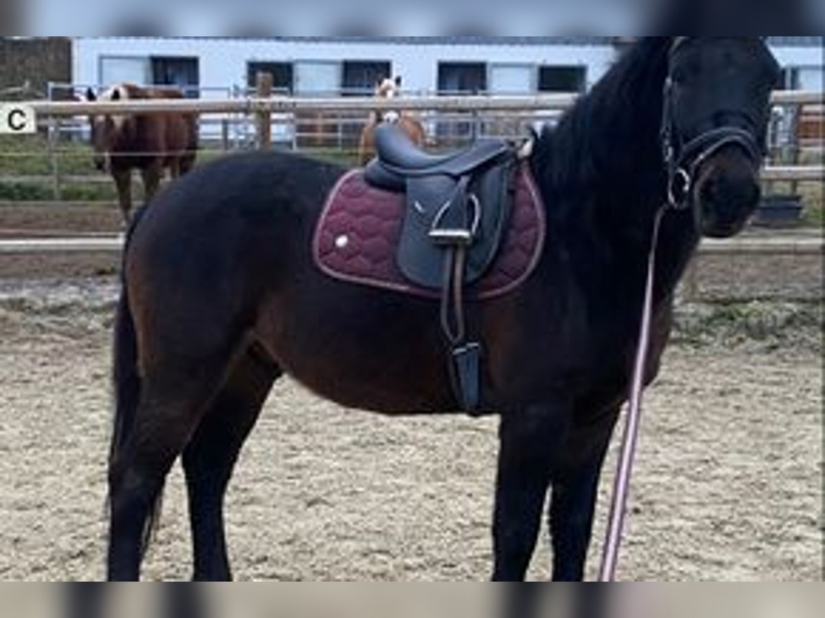 Altri pony/cavalli di piccola taglia Castrone 7 Anni 145 cm Baio nero in Hohenthann