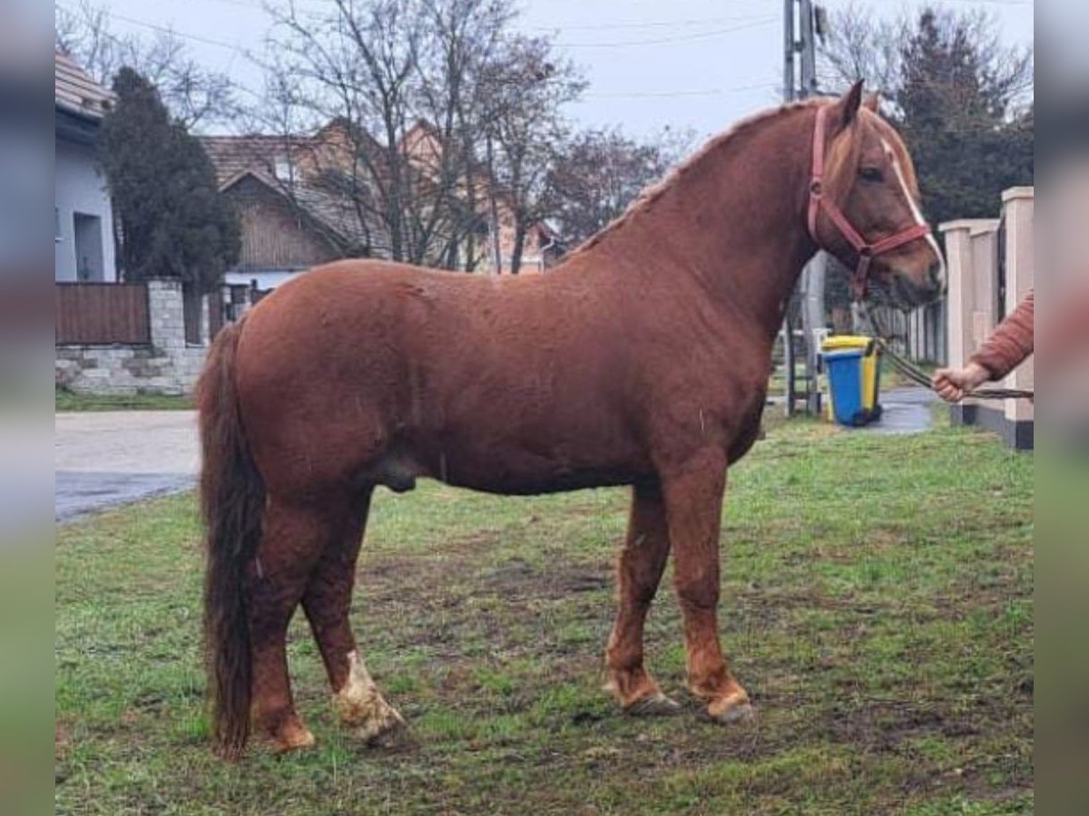 Altri pony/cavalli di piccola taglia Castrone 7 Anni 146 cm in Deggendorf