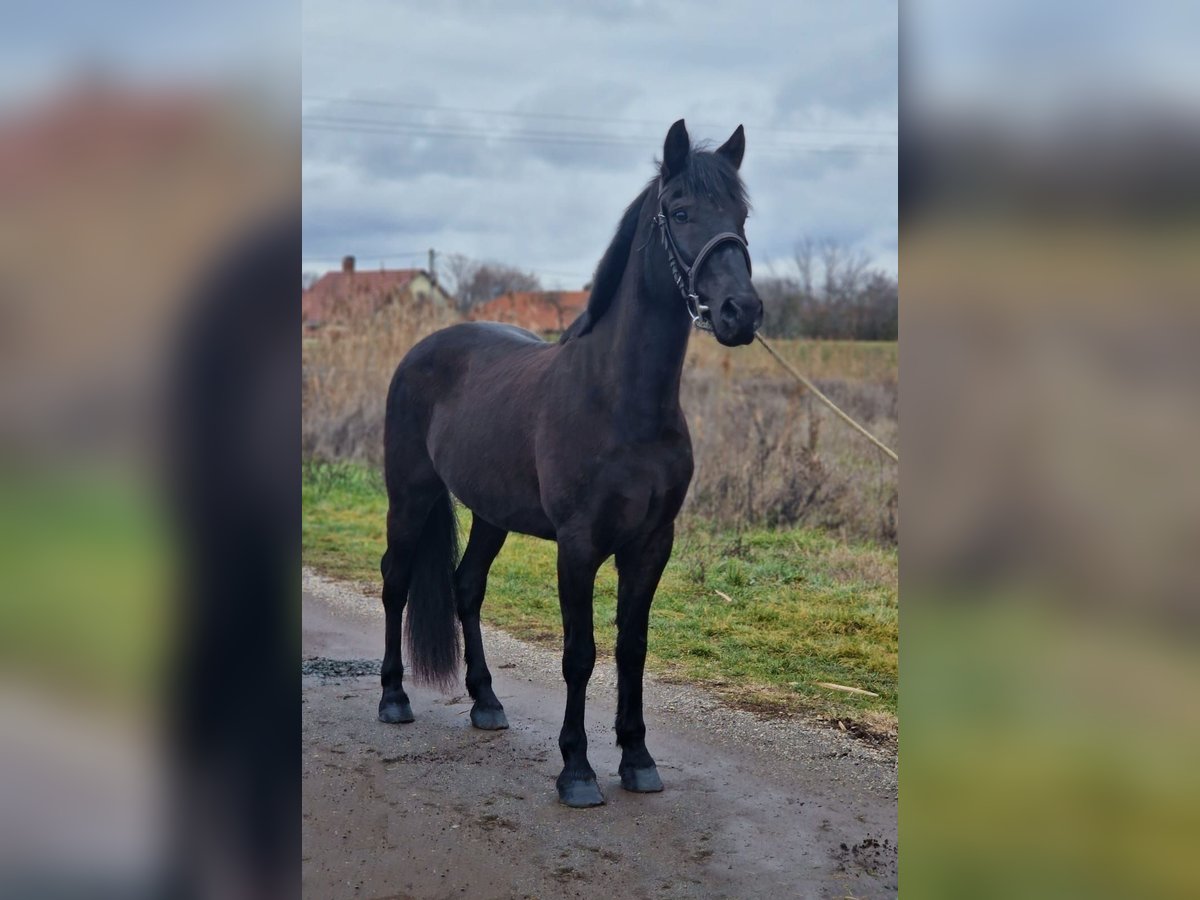 Altri pony/cavalli di piccola taglia Castrone 7 Anni 150 cm in Deggendorf