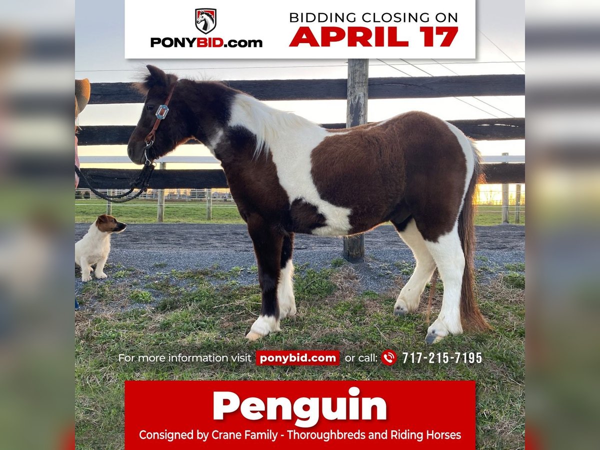 Altri pony/cavalli di piccola taglia Castrone 8 Anni 102 cm in Lebanon, PA