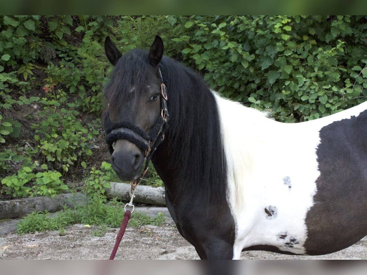 Altri pony/cavalli di piccola taglia Mix Castrone 8 Anni 123 cm Pezzato in Eggendorf im Traunkreis