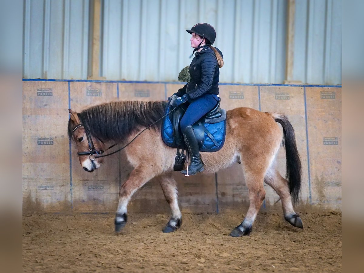 Altri pony/cavalli di piccola taglia Castrone 8 Anni 128 cm Falbo in Neustadt (Wied)