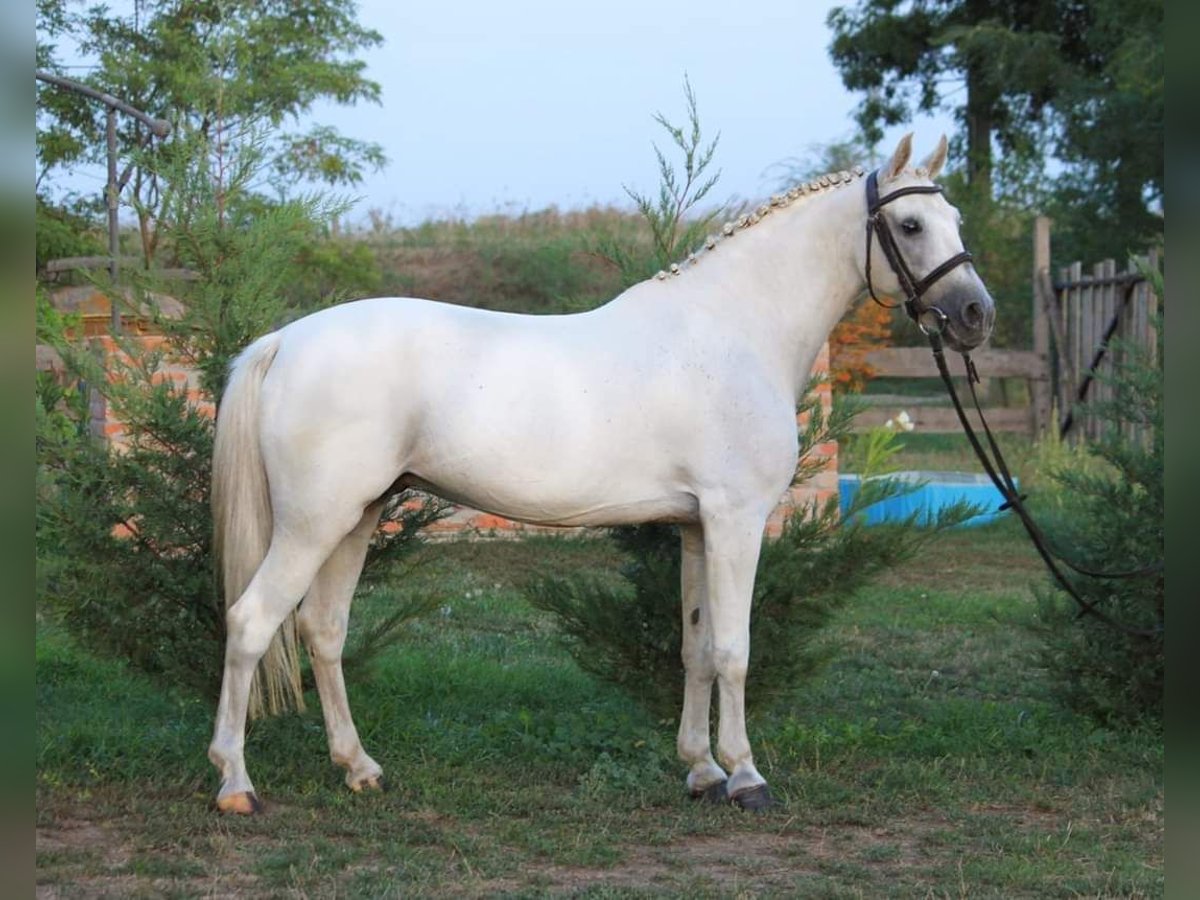 Altri pony/cavalli di piccola taglia Castrone 8 Anni 135 cm Bianco in Békésszentandrás