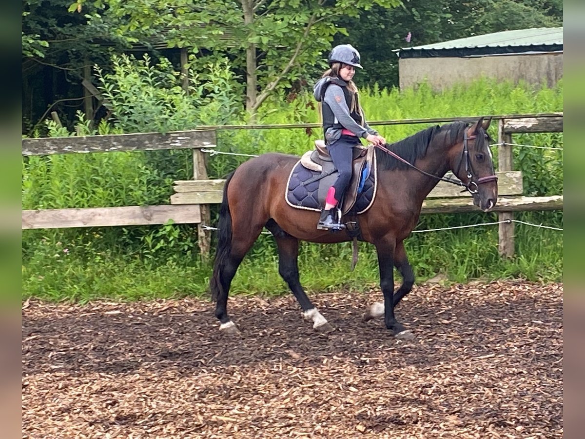 Altri pony/cavalli di piccola taglia Castrone 8 Anni 142 cm Baio in Helvesiek