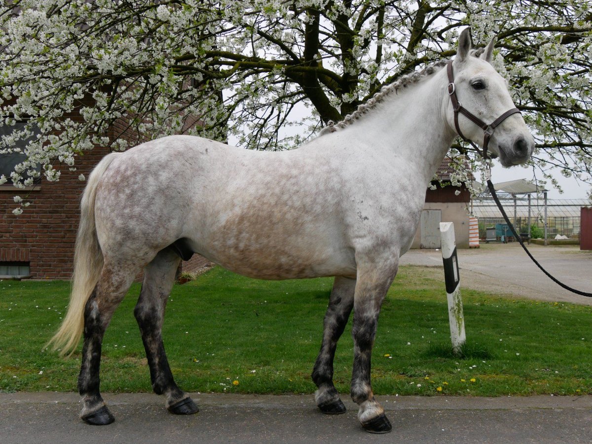 Altri pony/cavalli di piccola taglia Castrone 8 Anni 154 cm in Dorsten