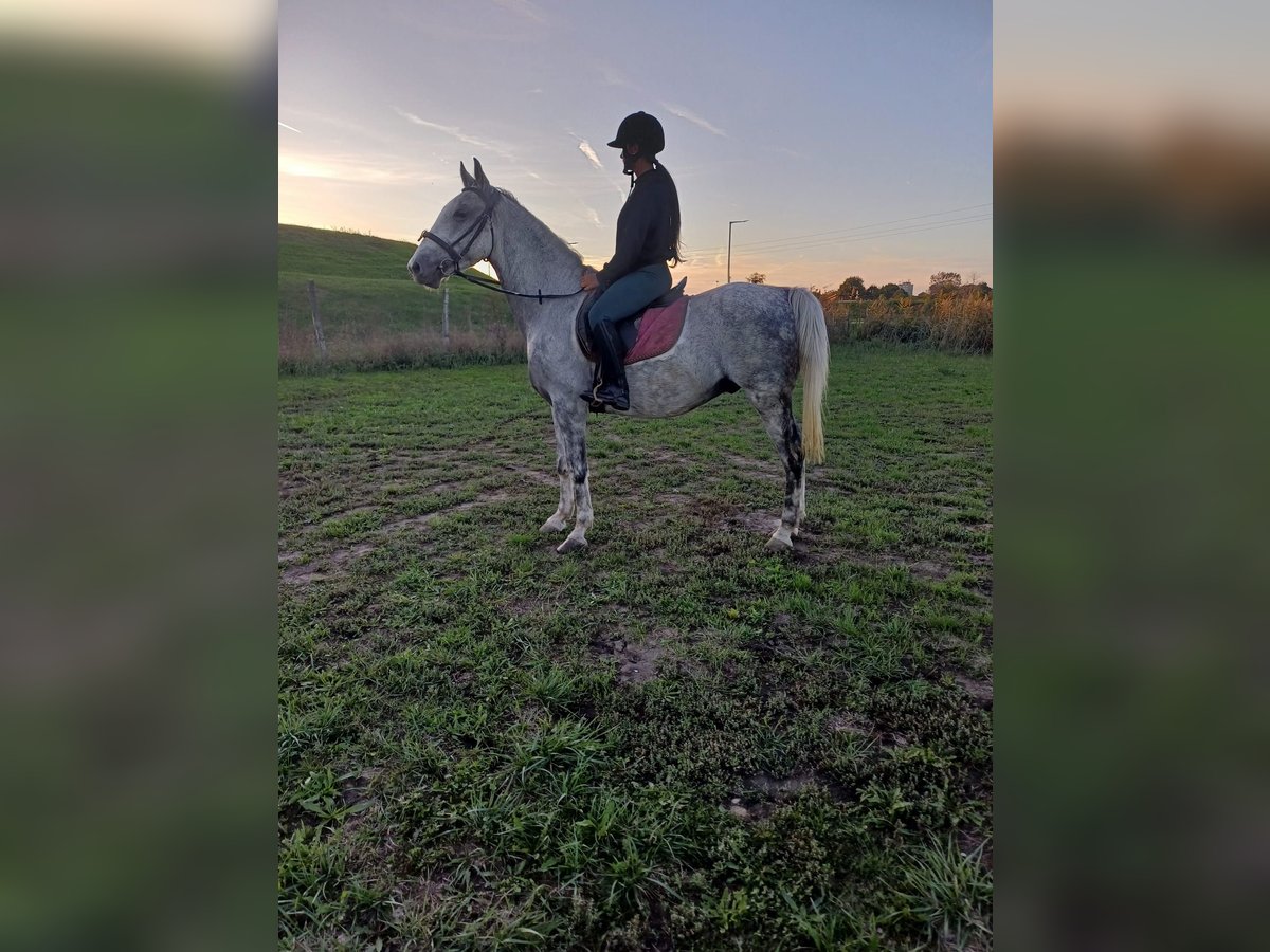 Altri pony/cavalli di piccola taglia Castrone 8 Anni 155 cm in Deggendorf