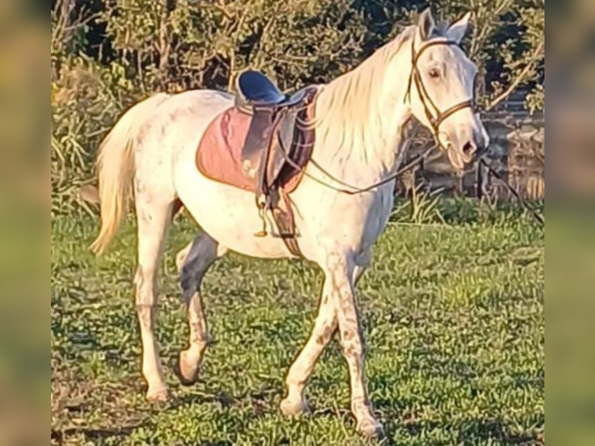 Altri pony/cavalli di piccola taglia Castrone 8 Anni 155 cm in Deggendorf