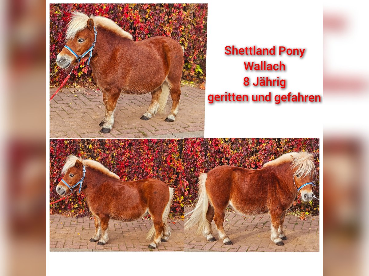 Altri pony/cavalli di piccola taglia Castrone 8 Anni 95 cm Sauro in Südharz