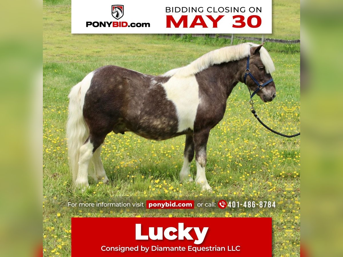 Altri pony/cavalli di piccola taglia Castrone 9 Anni 102 cm in Allentown, NJ