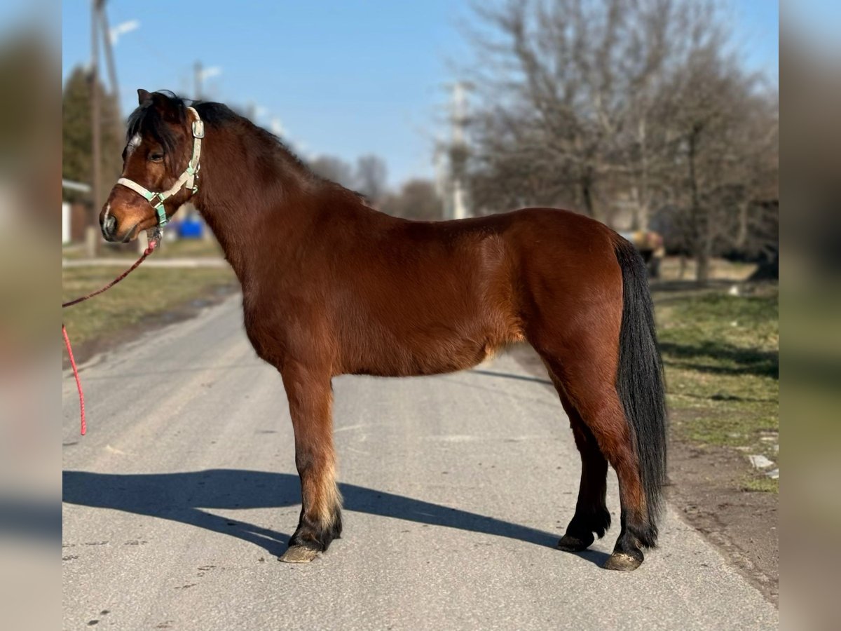 Altri pony/cavalli di piccola taglia Castrone 9 Anni 128 cm Baio in Deggendorf