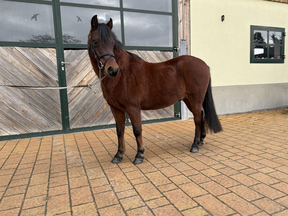 Altri pony/cavalli di piccola taglia Castrone 9 Anni 133 cm Baio in Weiterstadt