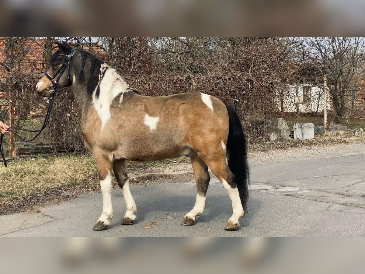 Altri pony/cavalli di piccola taglia Castrone 9 Anni 138 cm Pezzato in Rechnitz