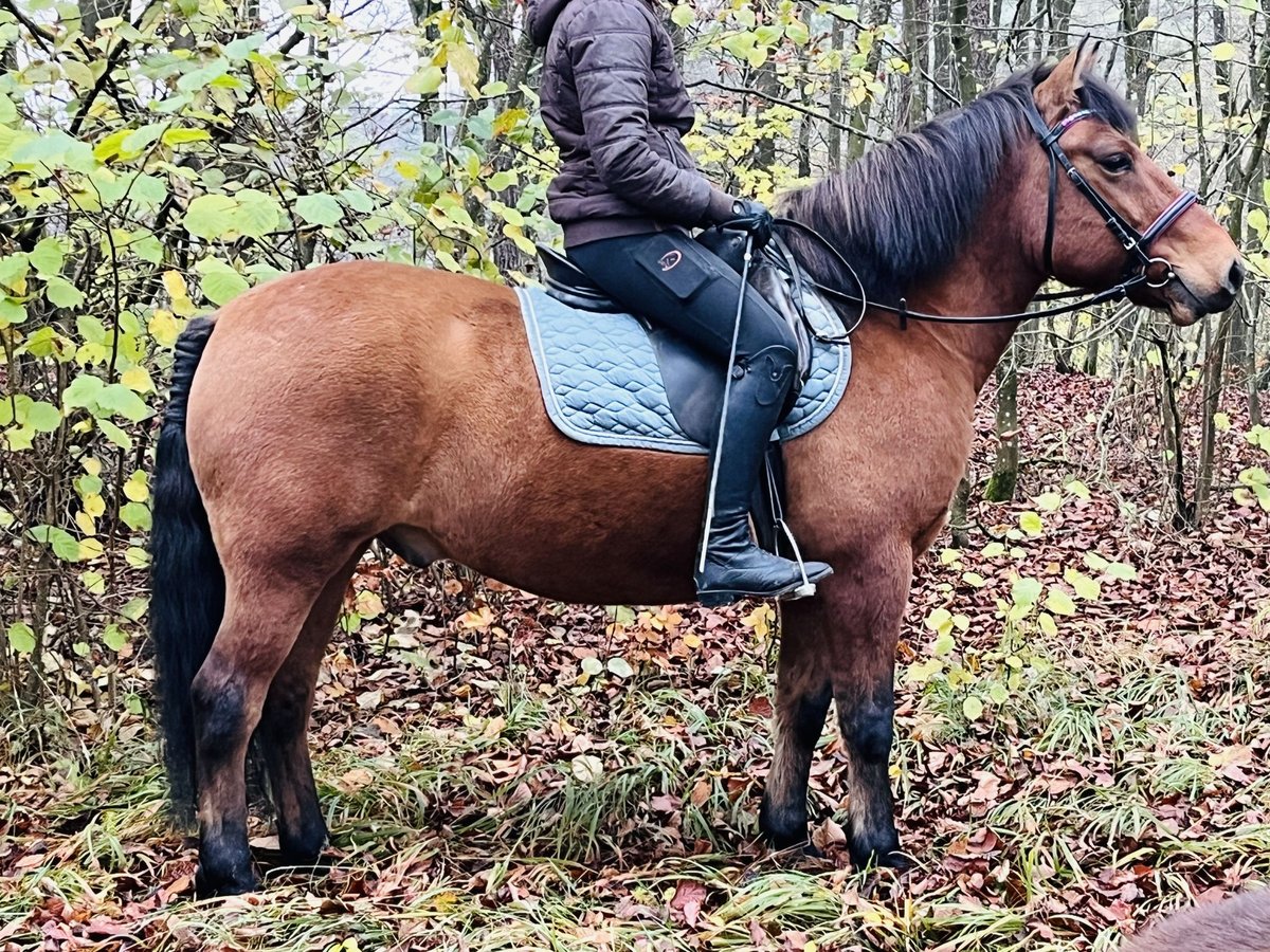 Altri pony/cavalli di piccola taglia Castrone 9 Anni 146 cm Baio in Ursensollen