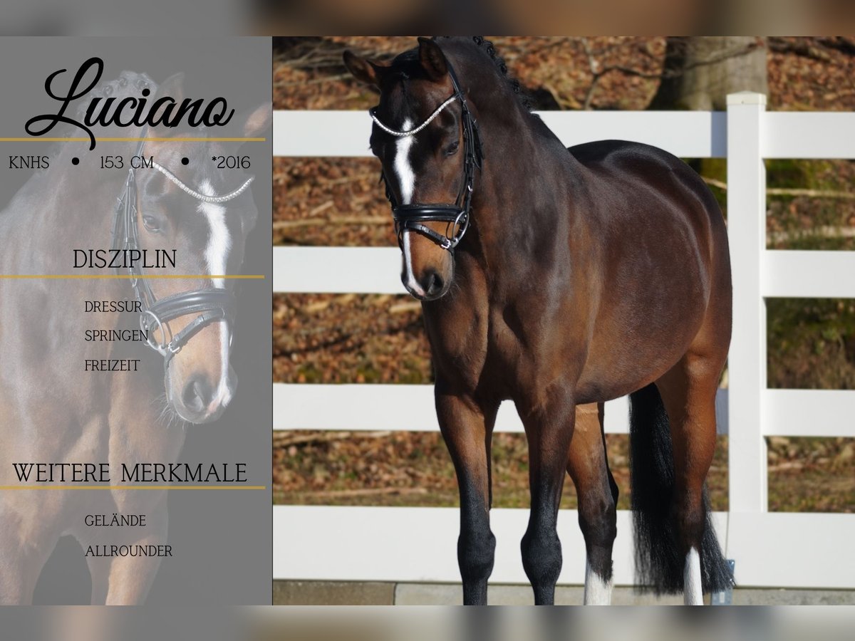 Altri pony/cavalli di piccola taglia Castrone 9 Anni 153 cm Baio scuro in Nettersheim